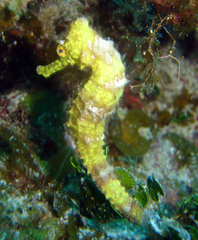 Hippocampus reidi