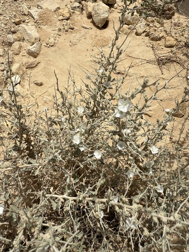 Convolvulus virgatus