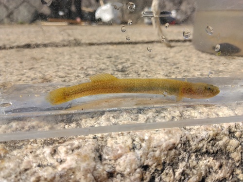 Flat-headed goby (Luciogobius guttatus) — Gobiidae — 3