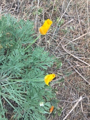 Eschscholzia californica