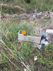 Eschscholzia californica