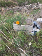 Eschscholzia californica