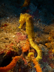 Hippocampus comes