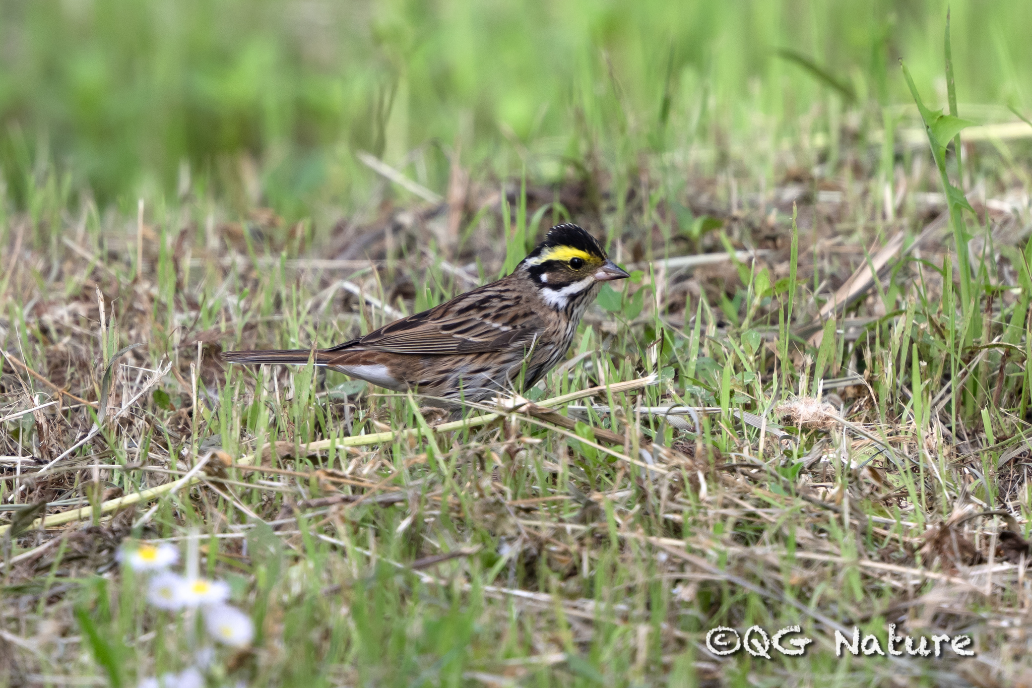 Yellow-browed Bunting