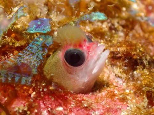 Tufted sand blenny (Mccoskerichthys sandae) — Chaenopsidae — 4