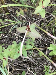 Elodea