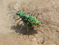 Ellipsoptera marutha