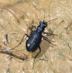 Cicindela nigrocoerulea