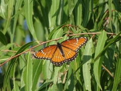 Limenitis archippus obsoleta