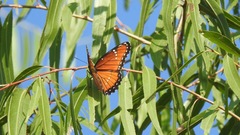 Limenitis archippus obsoleta