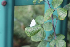 Celastrina argiolus