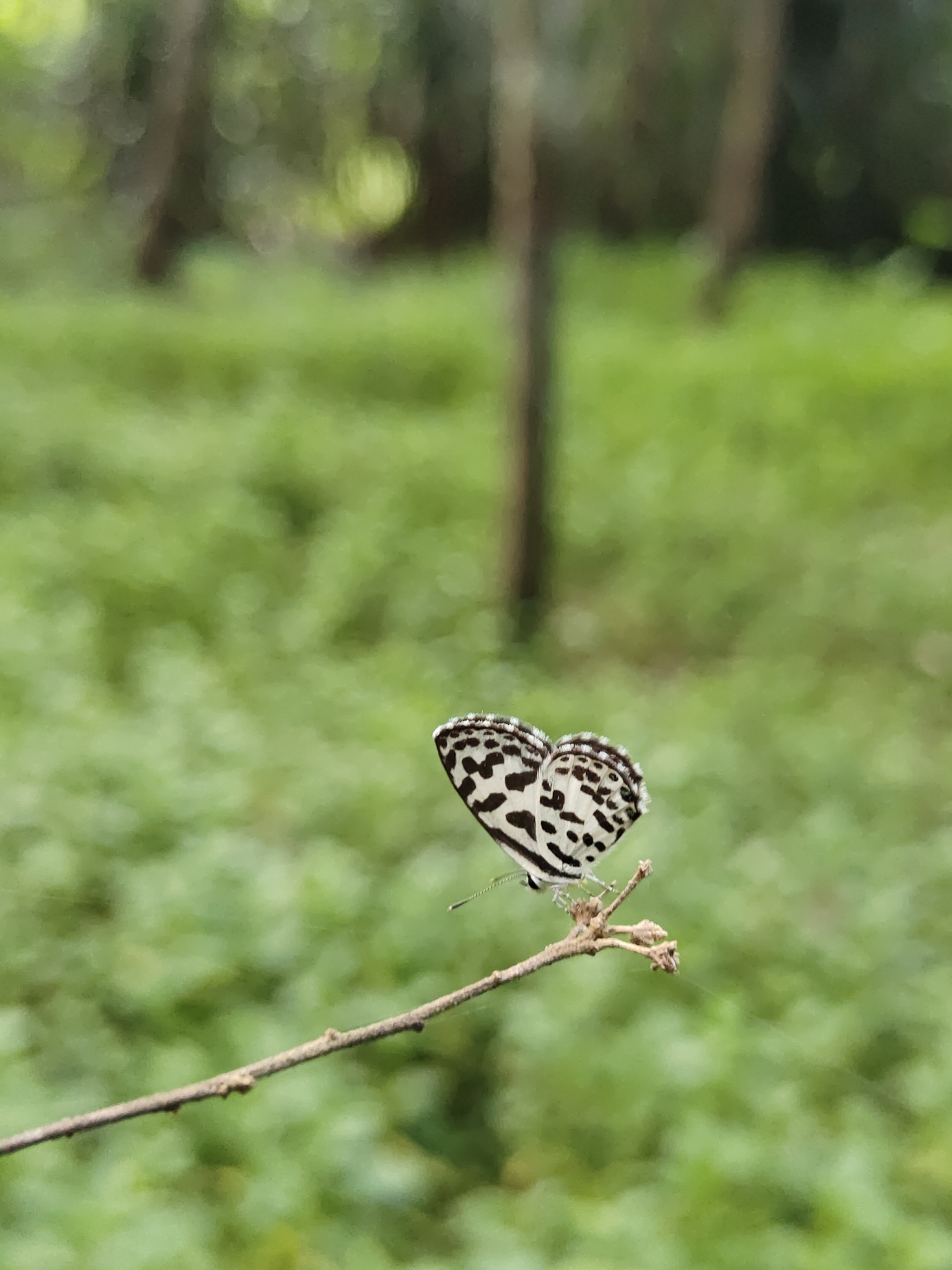 Common Pierrot