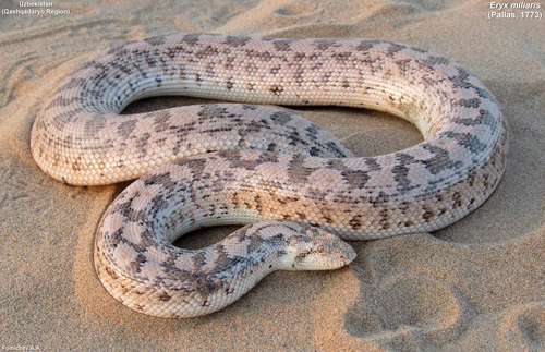 Desert Sand Boa