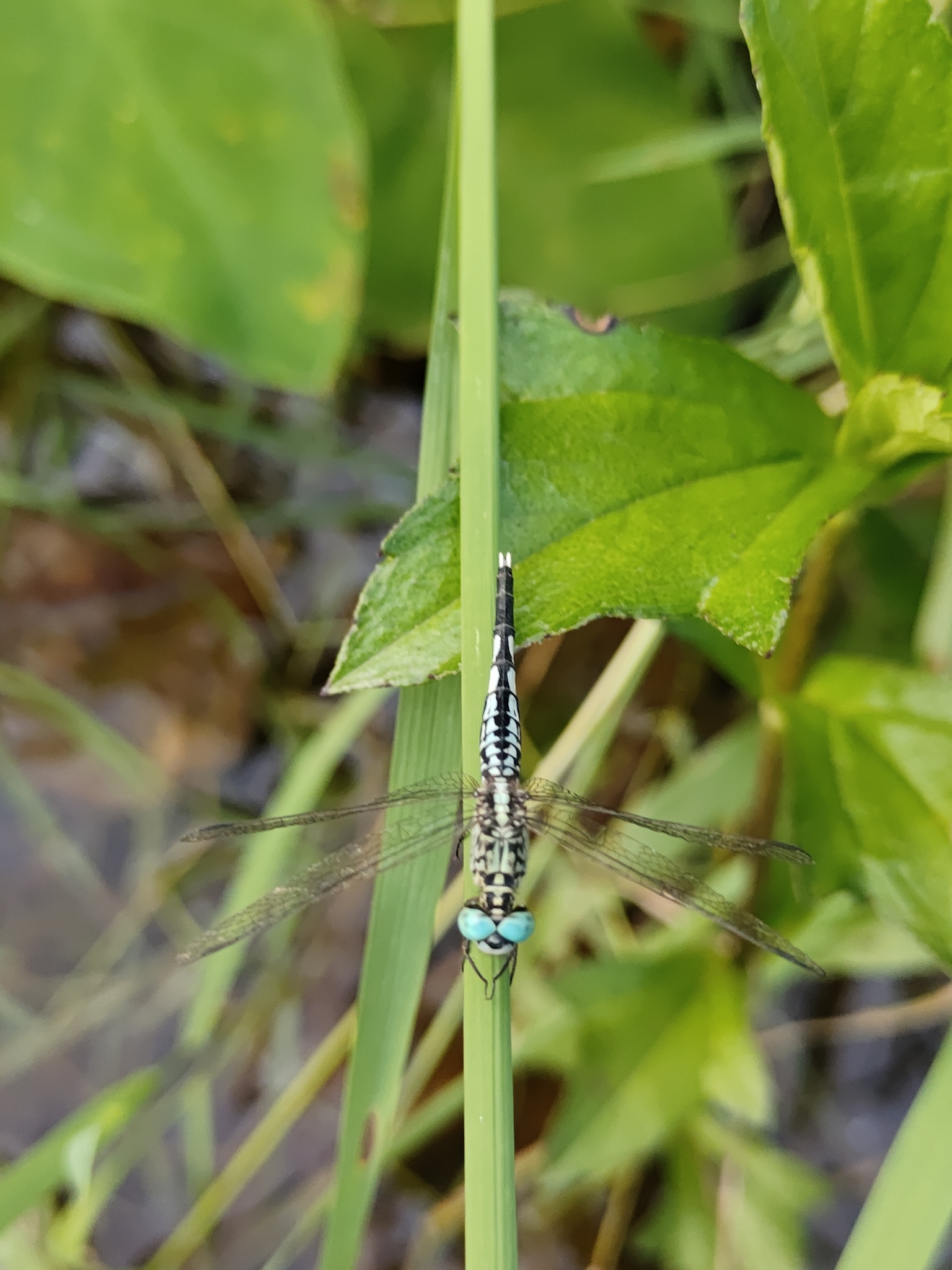 Trumpet-Tail