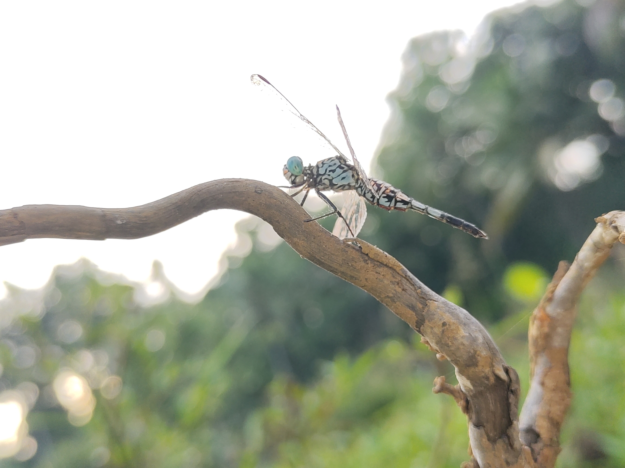 Trumpet-Tail
