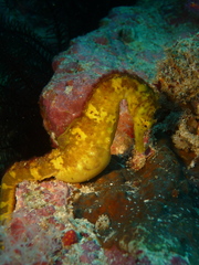 Hippocampus comes