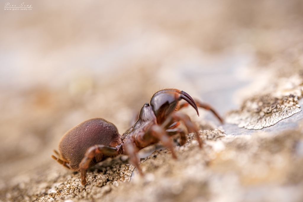 Atypus muralis