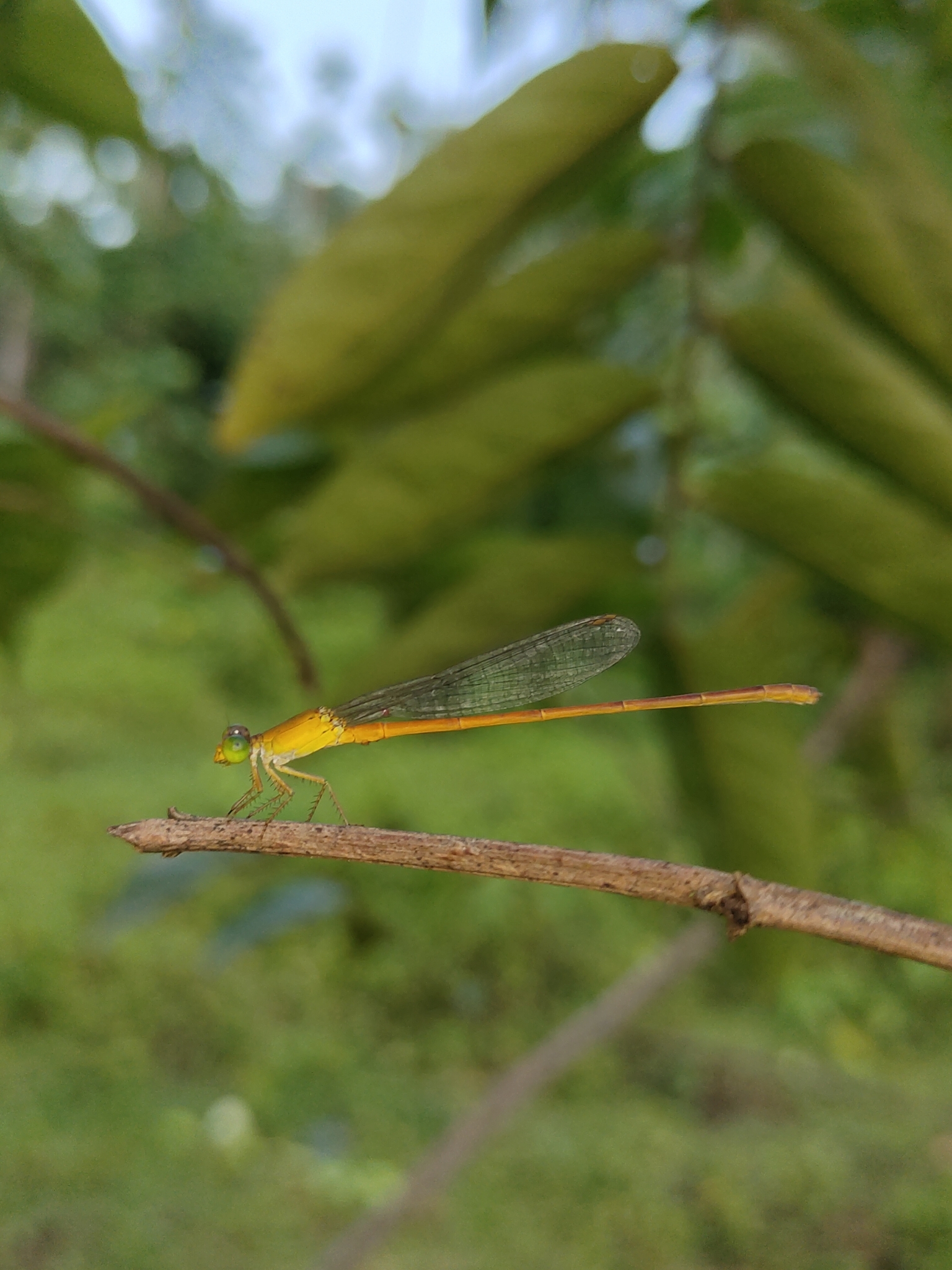 Orange Marsh Dart