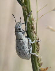 Ericydeus
