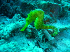 Hippocampus comes