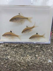 Kyushu Bitterling photo 4