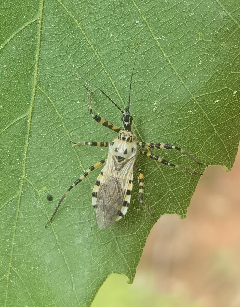 Sphedanolestes quadrinotatus
