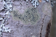 Bacidia schweinitzii