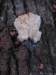 Hericium americanum