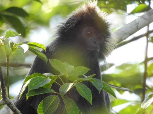 Trachypithecus cristatus