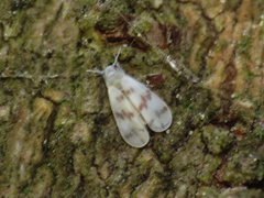 Tetraleurodes mori