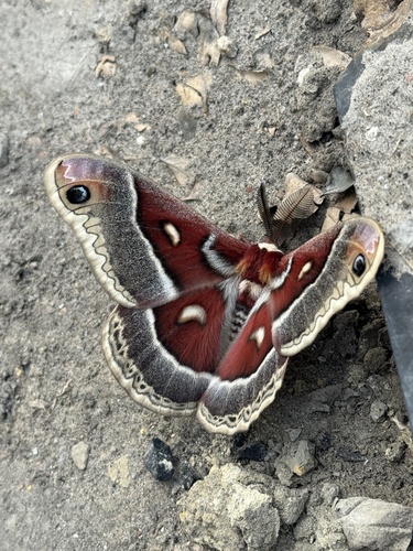 Glover's Silkmoth