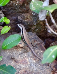 Leiocephalus macropus