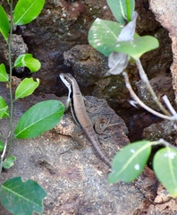 Leiocephalus macropus