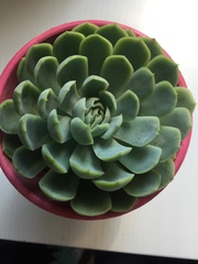 Echeveria elegans