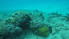 Cantherhines macrocerus