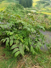 Aralia cordata
