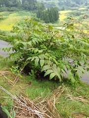 Aralia cordata