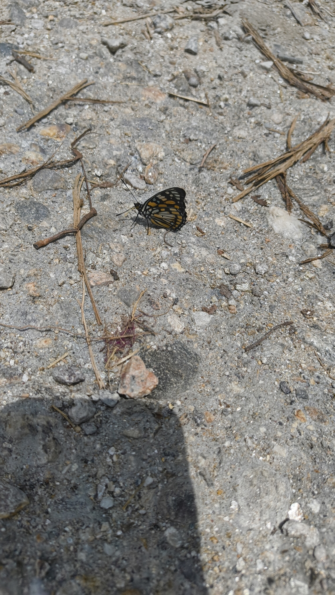 Orange-Spotted Courtier