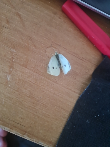 Small White