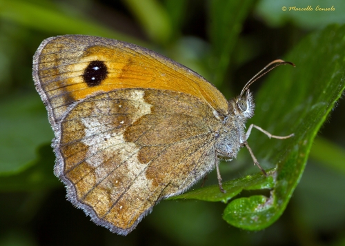 Gatekeeper, photo 4 of 10