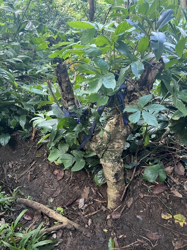 Dioscorea cumingii (Dioscorea cumingii)