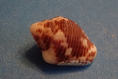 Columbella mercatoria