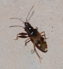 Pseudopamera