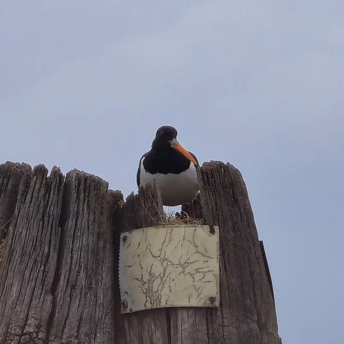 Ostrero euroasiático (Haematopus ostralegus)