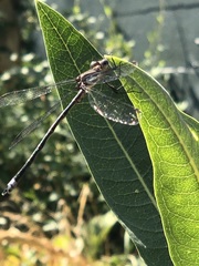 Archilestes