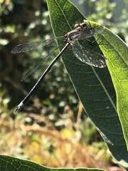 Archilestes
