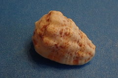 Morum oniscus image