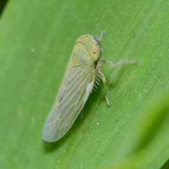 Graminella nigrifrons