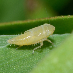 Graminella nigrifrons