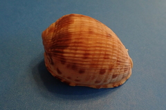 Cypraecassis testiculus